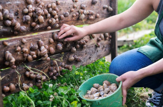 Cerco socio per aprire un’attività di elicicoltura