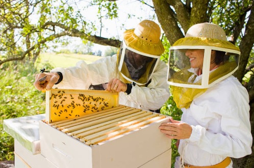 Cerco socio per aprire un allevamento di api